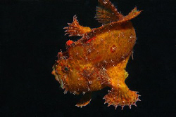 Frogfish swimming. by Miguel Cortés 
